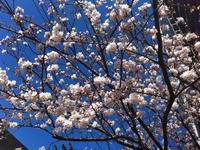 ナビタイム、桜・お花見特集を公開…開花状況を毎日更新 画像