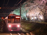 新京成電鉄、今年も自衛隊の桜並木をライトアップ　3月30日～4月5日 画像