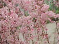 喜多方市のしだれ桜開花期における駐車場対策で、損保ジャパン日本興亜など4者が連携 画像