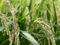 トヨタ自動車、愛知県農業法人2社と業務提携…先端農業モデル開発へ 画像