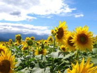 トヨタ環境活動助成プログラム、2017年度の募集を開始 画像