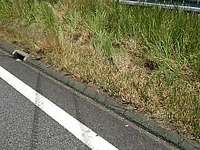 東名高速衝突事故現場の中央分離帯---設計思想は「東名も新東名も変わらない」 画像