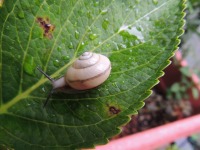 結果発表【24時間アンケート】最速の車、イメージ選手権…ばびゅん!! 画像