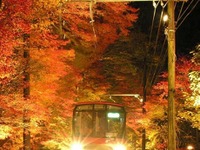 窓外に広がる「夜のモミジ」…叡山電鉄が紅葉ライトアップ　11月3-26日 画像