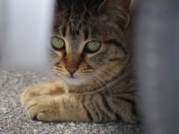 「猫がクルマに入り込んだ」JAFへの救援依頼、1か月で19件 画像