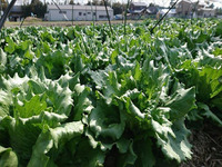 NEXCO中日本、農業事業へ参入　地元企業と共同でレタス・枝豆など栽培へ 画像