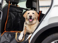 VWペット専用大型フラットベッド発売、愛犬家の意見を参考に開発 画像