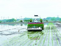 田植えも自動運転、ヤンマーがロボット農機第2弾発売へ 画像