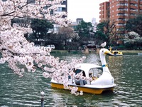プロドライバーが選ぶ桜スポット、トップは「上野恩賜公園」 じゃらん調べ 画像