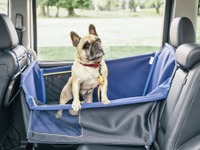 ホンダ、愛犬用アクセサリー装着の N-WGN など展示予定…アウトドアドッグフェスタ in 八ヶ岳2019 画像