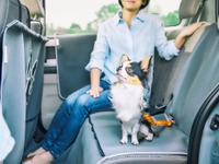 ホンダ、「しっぽフェスタ2019」に愛犬用アクセサリーを展示 11月23-24日 画像