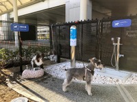 伊丹空港、国内空港初の「愛犬専用トイレ」を設置 画像