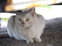 「エンジンルームに猫が」JAFへの救援依頼、1か月で42件 画像