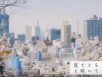 「来年こそ、桜の下で会いましょう」横浜トヨペット、お花見ドライブ動画を公開 画像