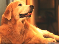 ［リアニマル］老いていく愛犬が教えてくれたこと　後編…大切なのは変化を恐れない過ごし方 画像