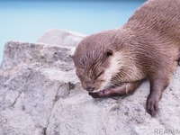 水族館が動画配信、新型コロナウイルス対策で…まとめ［リアニマル］ 画像