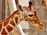 新型コロナ対策で動物園が休園、SNSで配信続ける…まとめ［リアニマル］ 画像