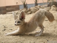 フェネックの表情や仕草をツイート…アクアマリンふくしま［リアニマル］ 画像