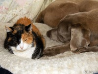 高齢ペット「介護が必要」約2割…イオンペットが調査［リアニマル］ 画像