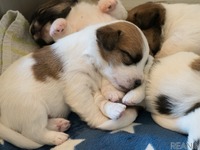 ［リアニマル］何があってもサポートを続ける…小さな命がまく幸せの種　後編 画像