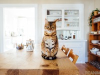 猫にもしつけは必要？ 効果的な方法［リアニマル］ 画像