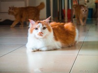 新型コロナウイルスの動物への感染について…現時点でエビデンスはなし、冷静な対応を［リアニマル］ 画像