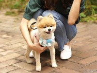 犬用音楽プレイヤー…MEDIKがPEPPI3を発売 画像