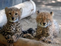 姫路セントラルパークが「デジタルパーク」オープン…飼育員だけが知る動物の表情［リアニマル］ 画像