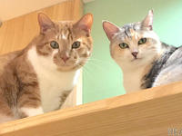 ハチたま、スマート猫トイレ toletta を保護猫施設に無料配布…新型コロナで休業中［リアニマル］ 画像