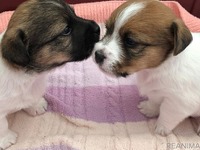 ［リアニマル］家族のつながりを大切にしたブリーディング…小さな命がまく幸せの種　前編 画像