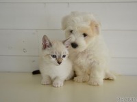 ［リアニマル］ペットを置き去りにしないために…新型コロナ感染で飼い主が入院 画像