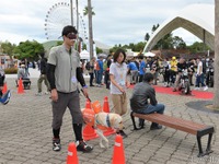 盲導犬のための募金、まもなく総額1億円に…ヤマハ発動機［リアニマル］ 画像