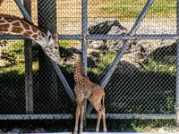 動物園で赤ちゃん続々誕生、休園中もSNSで報告［リアニマル］ 画像