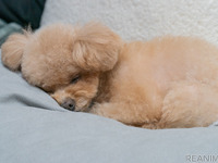 小型犬と暮らすといくらぐらいかかるの？…トリミングによって大きく変わる［リアニマル］ 画像