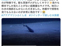 飼育員も初めて見た！ 深海ザメ「フジクジラ」の姿を配信…アクアマリンふくしま［リアニマル］ 画像
