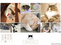 “寝ている猫”の写真ばかりを集めた「WEBねこにすと」［リアニマル］ 画像