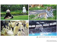 オンライン会議用背景に動物の画像…アドベンチャーワールドが無料配布［リアニマル］ 画像