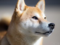 ［“命の商品化”を考える］改正された動物愛護法から見えるのは？ 画像