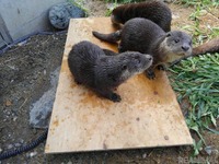 休館中の動物園・水族館10施設がSNSで投稿バトル…カワウソの成長記録、バイソンの子どもなど［リアニマル］ 画像