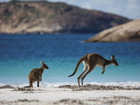 カンガルーやジンベイザメ、西オーストラリアの絶景スポットや生き物たちの情報をSNSで配信［リアニマル］ 画像
