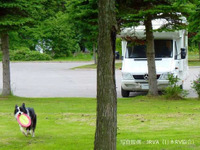 8割以上が「キャンプはいつもペットと一緒」…日本RV協会調べ 画像