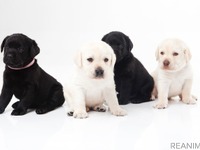 人気犬種ランキング、アメリカと日本で違い…愛犬に求めるものは？ 画像