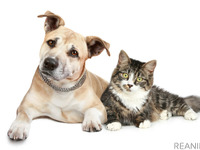 ペットの名前ランキング2020---アイペット損保がを発表［リアニマル］ 画像