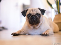 愛犬の食いつきUP！…ペットのご飯にひと手間［リアニマル］ 画像