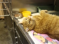 動物病院の看護師って何者？ ---きれいごとではすまない［リアニマル］ 画像