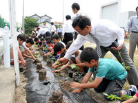 トヨタ車体、本社でケナフを植栽…地元小学生らと 画像