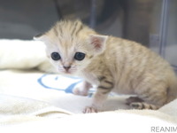 スナネコの赤ちゃんが誕生…国内初！ 那須どうぶつ王国が動画配信［リアニマル］ 画像