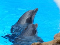 水族館ですくすく育つ赤ちゃんたち、成長の様子を配信　まとめ［リアニマル］ 画像