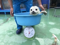 ゴマフアザラシの赤ちゃんの貴重映像、伊勢シーパラダイスが配信［リアニマル］ 画像