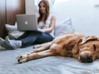 在宅時に起こる愛犬のケガ…同居犬との喧嘩、耳や被毛のケア［リアニマル］ 画像